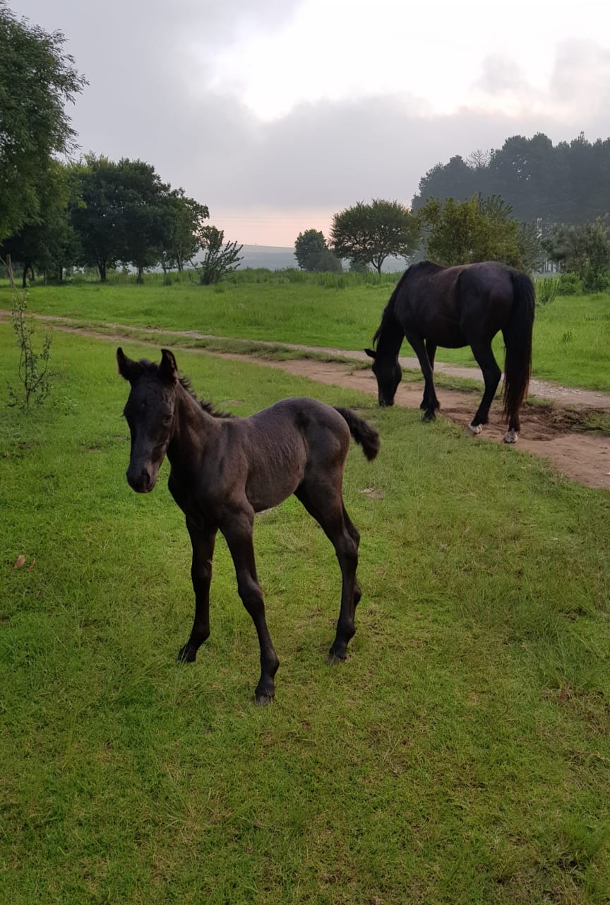 Horse Foals in Town